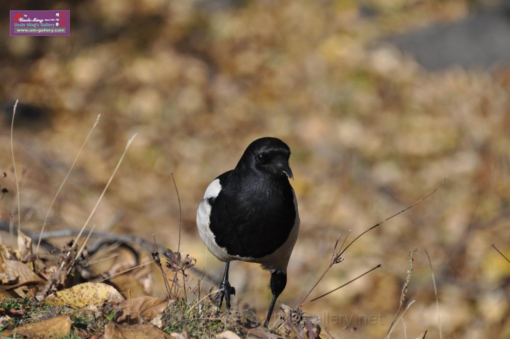 20121003sichuan_DSC_0273.JPG