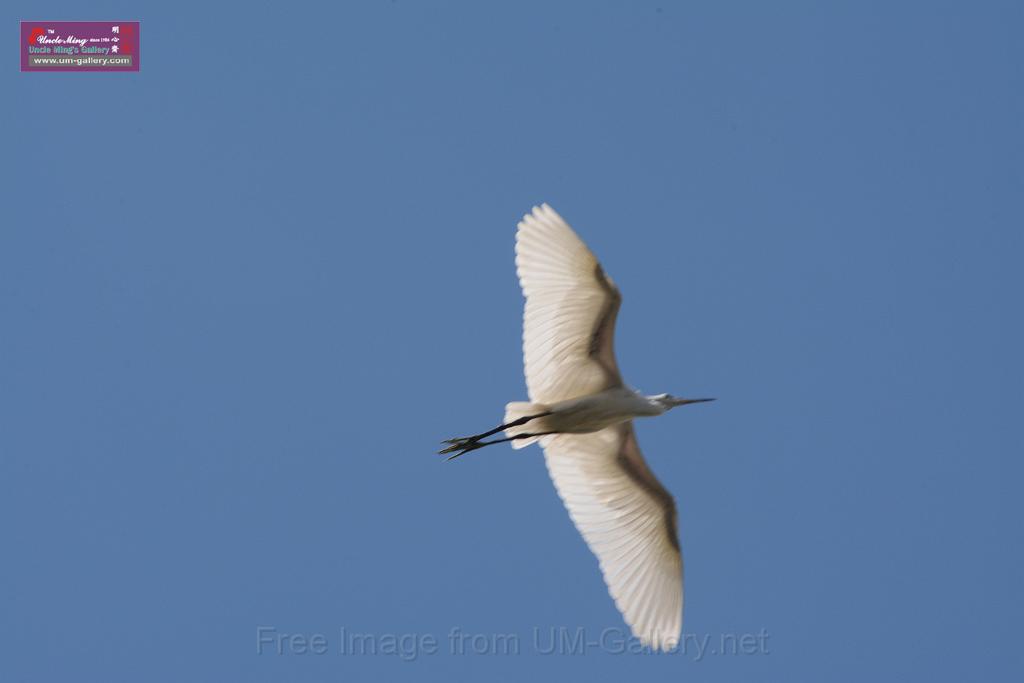 20150619taipo-egret_f37402624.jpg