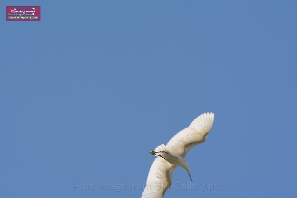 20150619taipo-egret_f37425984.jpg