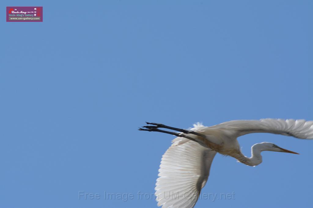 20150619taipo-egret_f37568704.jpg