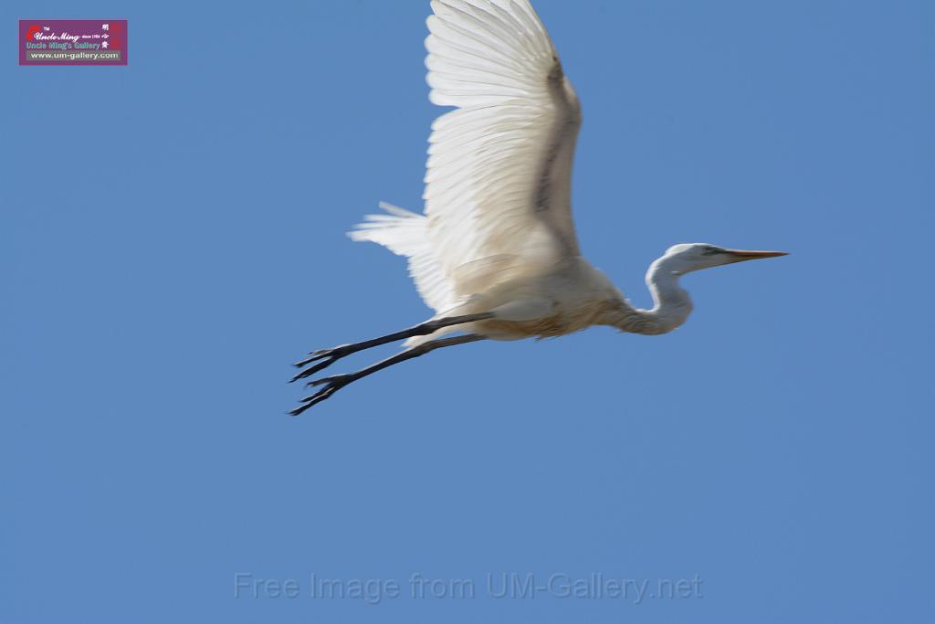 20150619taipo-egret_f37589056.jpg