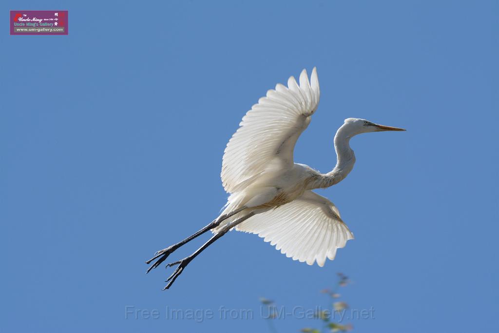 20150619taipo-egret_f37609856.jpg