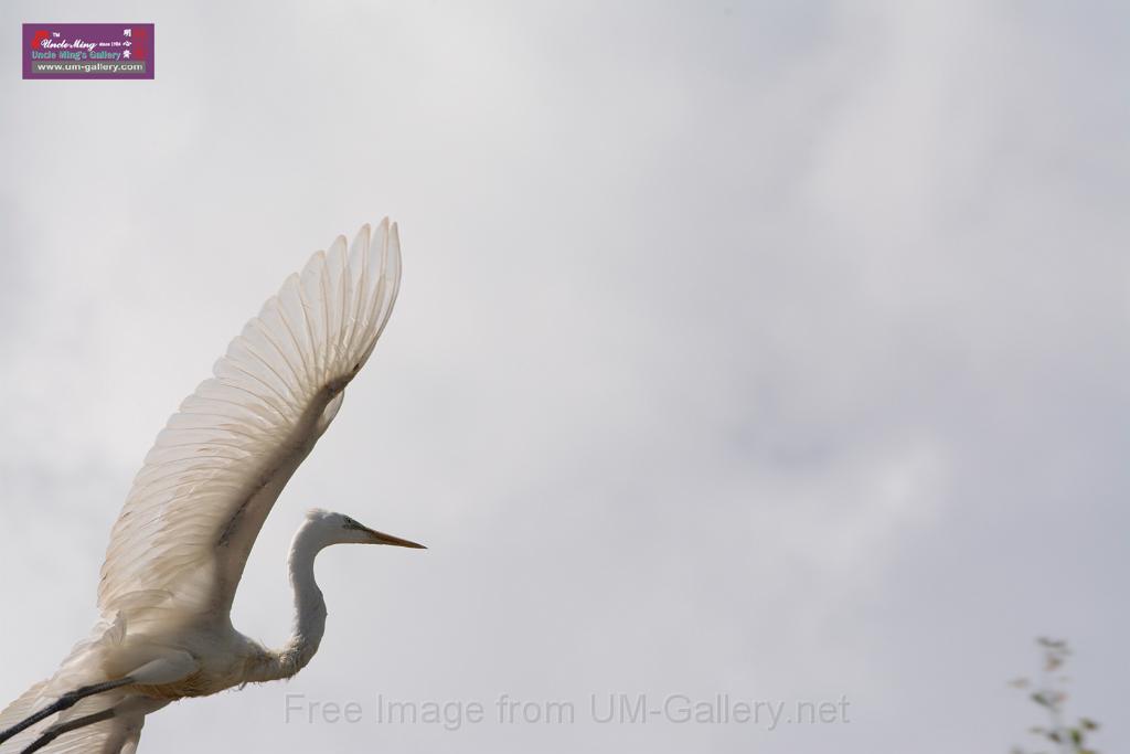 20150619taipo-egret_f37630400.jpg