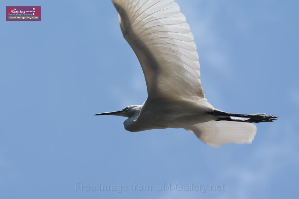 20150619taipo-egret_f37837760.jpg