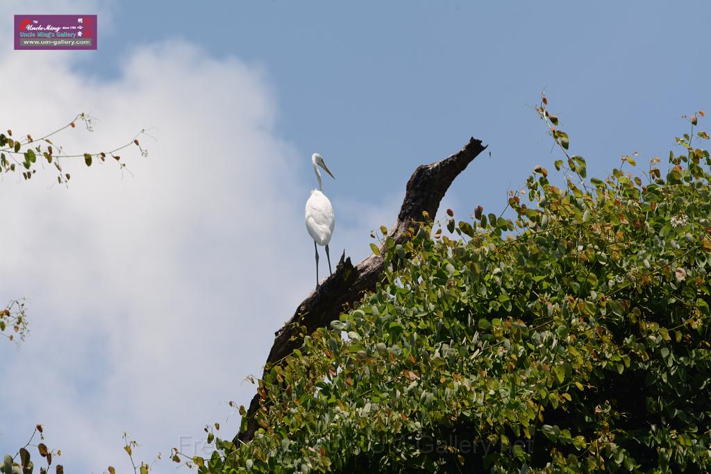 20150619taipo-egret_f37910400.jpg