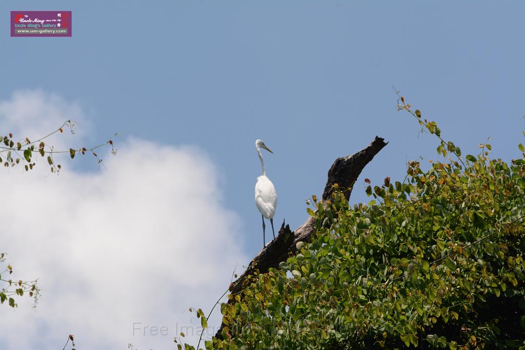 20150619taipo-egret_f37930944.jpg