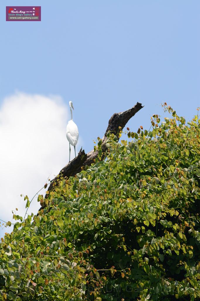 20150619taipo-egret_f37950912.jpg