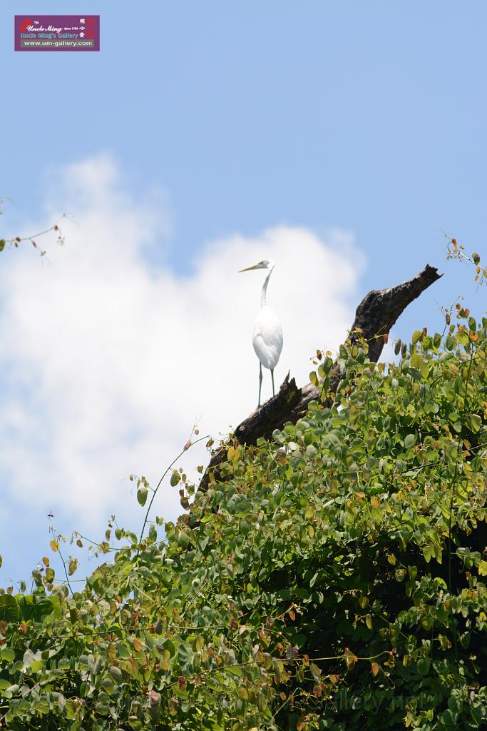 20150619taipo-egret_f37972928.jpg