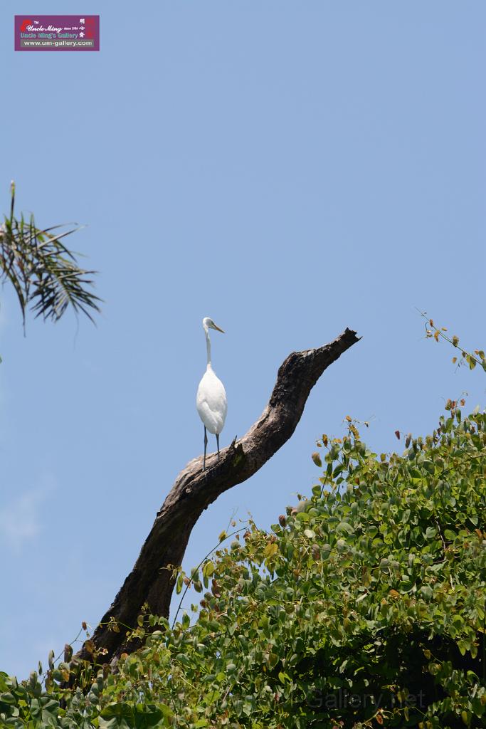 20150619taipo-egret_f38181952.jpg