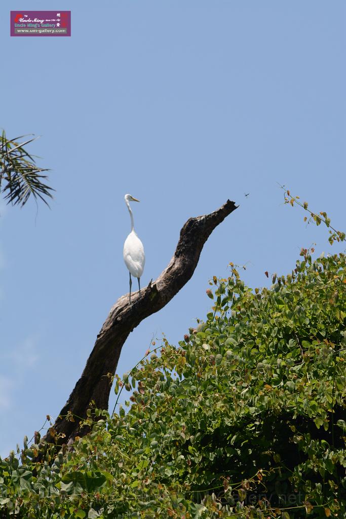 20150619taipo-egret_f38202816.jpg