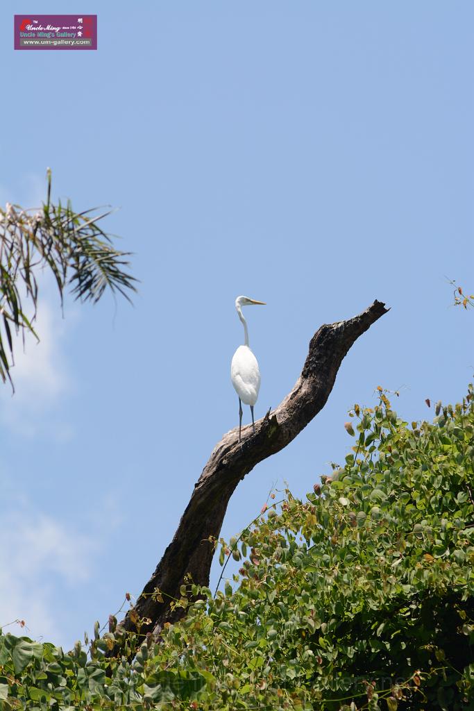 20150619taipo-egret_f38225152.jpg