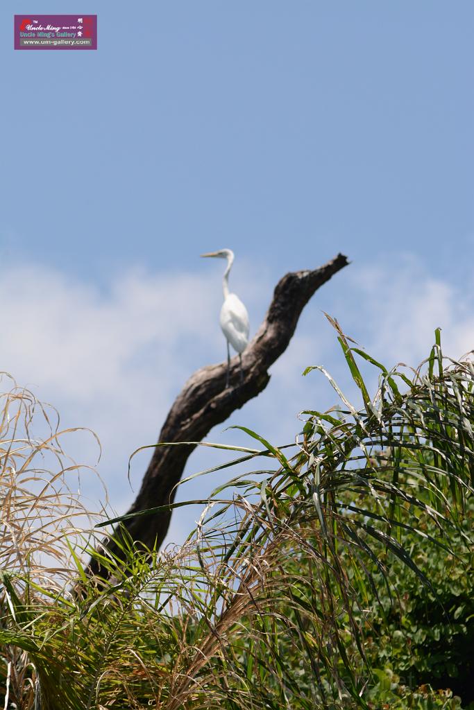 20150619taipo-egret_f38246272.jpg