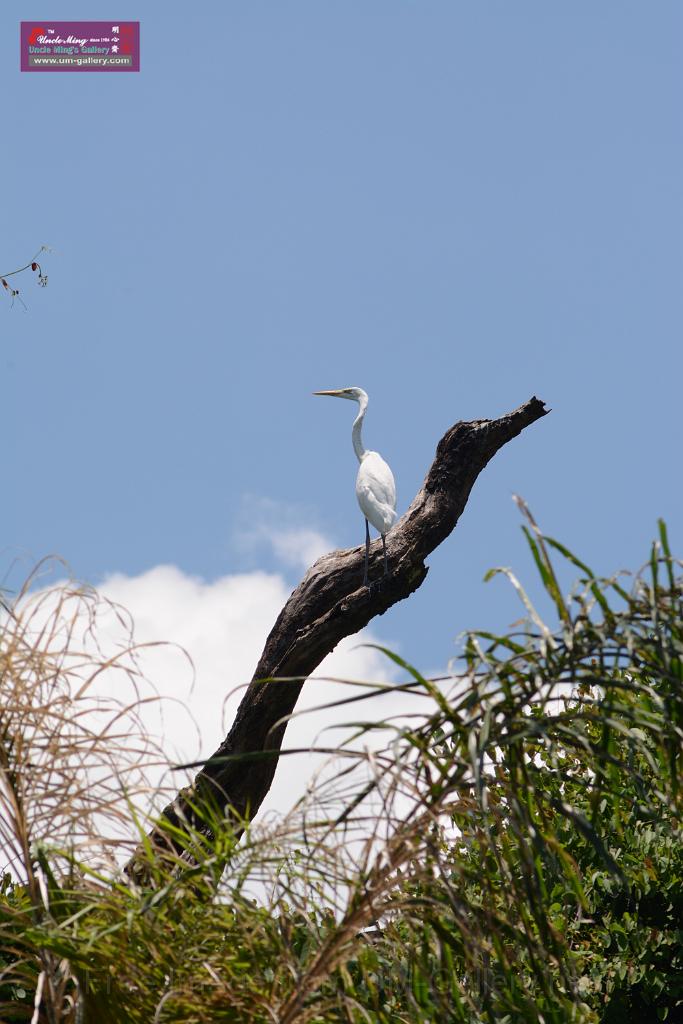 20150619taipo-egret_f38268800.jpg