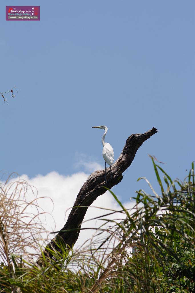 20150619taipo-egret_f38289664.jpg