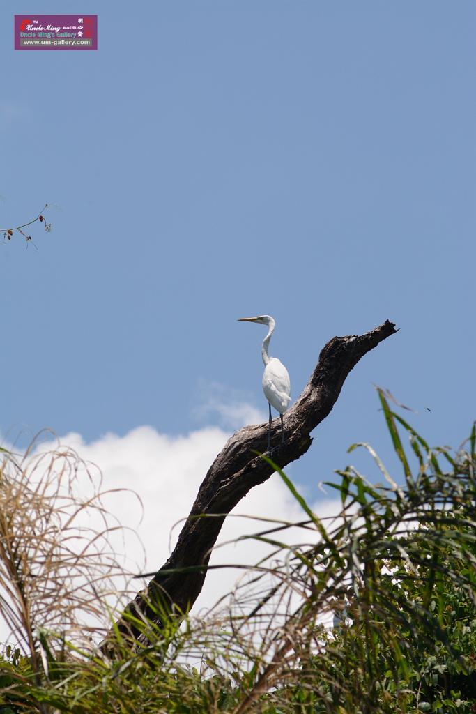 20150619taipo-egret_f38310464.jpg