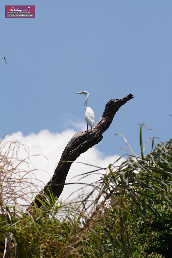 20150619taipo-egret_f38331008.jpg