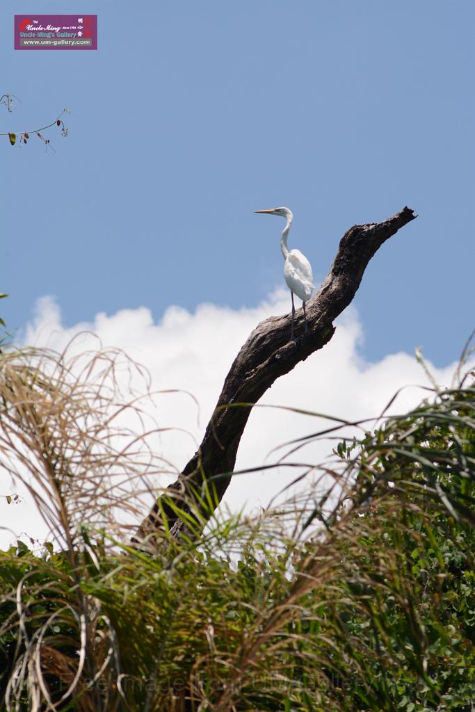 20150619taipo-egret_f38351360.jpg