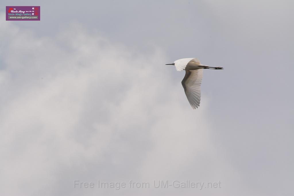 20150619taipo-egret_f38572224.jpg