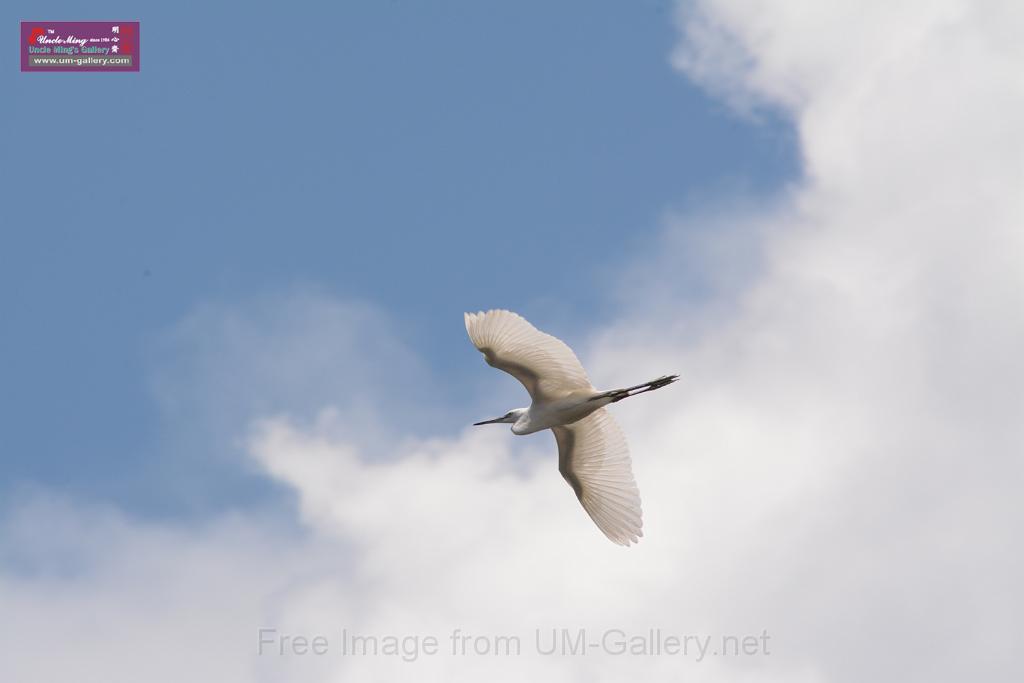 20150619taipo-egret_f38584192.jpg