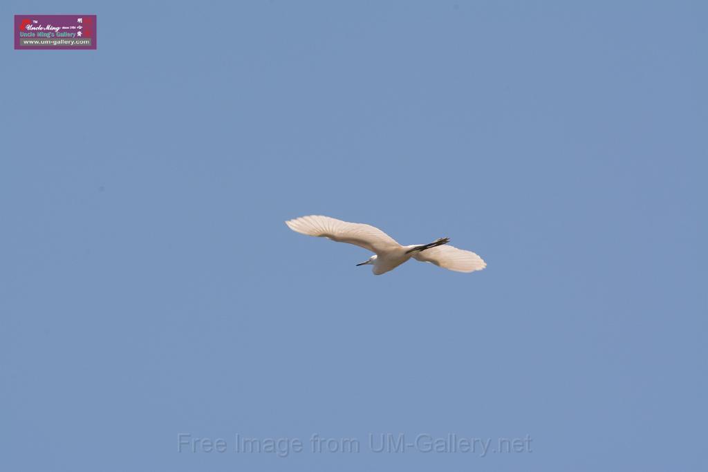 20150619taipo-egret_f38599296.jpg