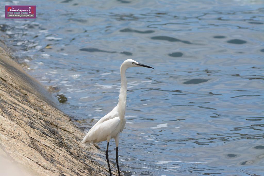 20150619taipo-egret_f38667776.jpg