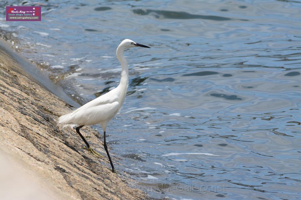 20150619taipo-egret_f38688192.jpg