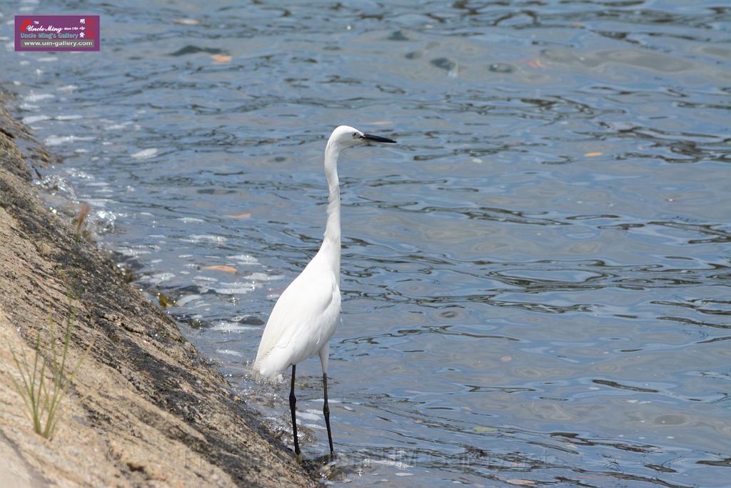 20150619taipo-egret_f38732416.jpg