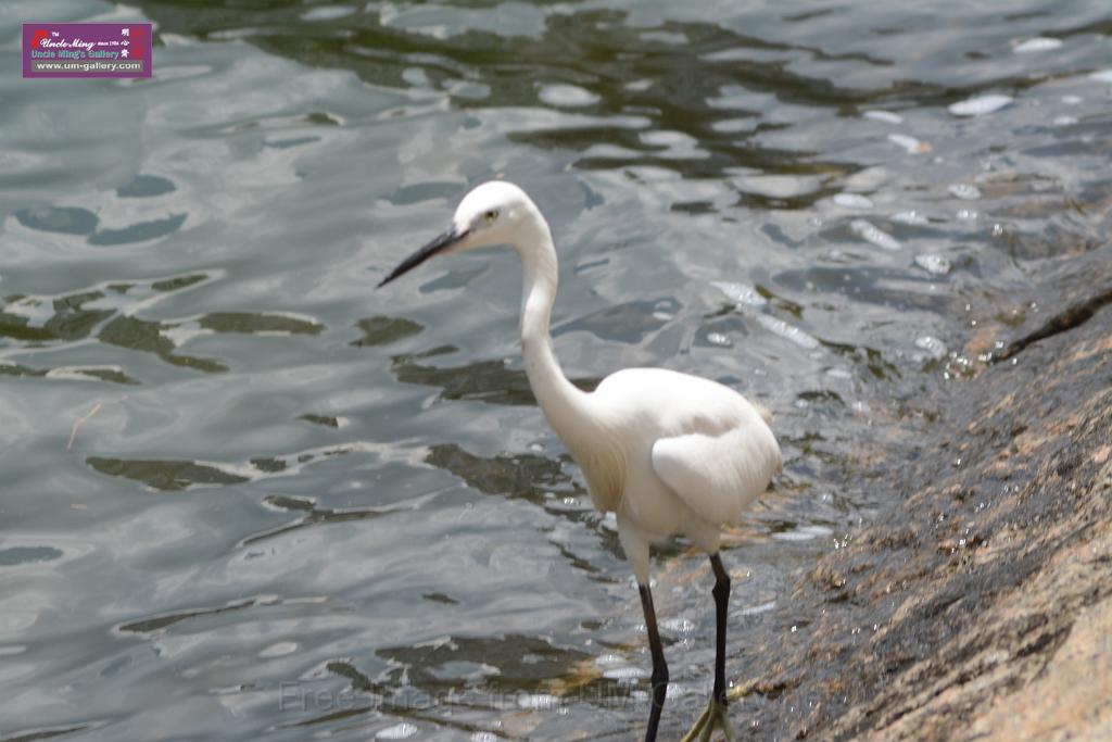 20150619taipo-egret_f38753472.jpg