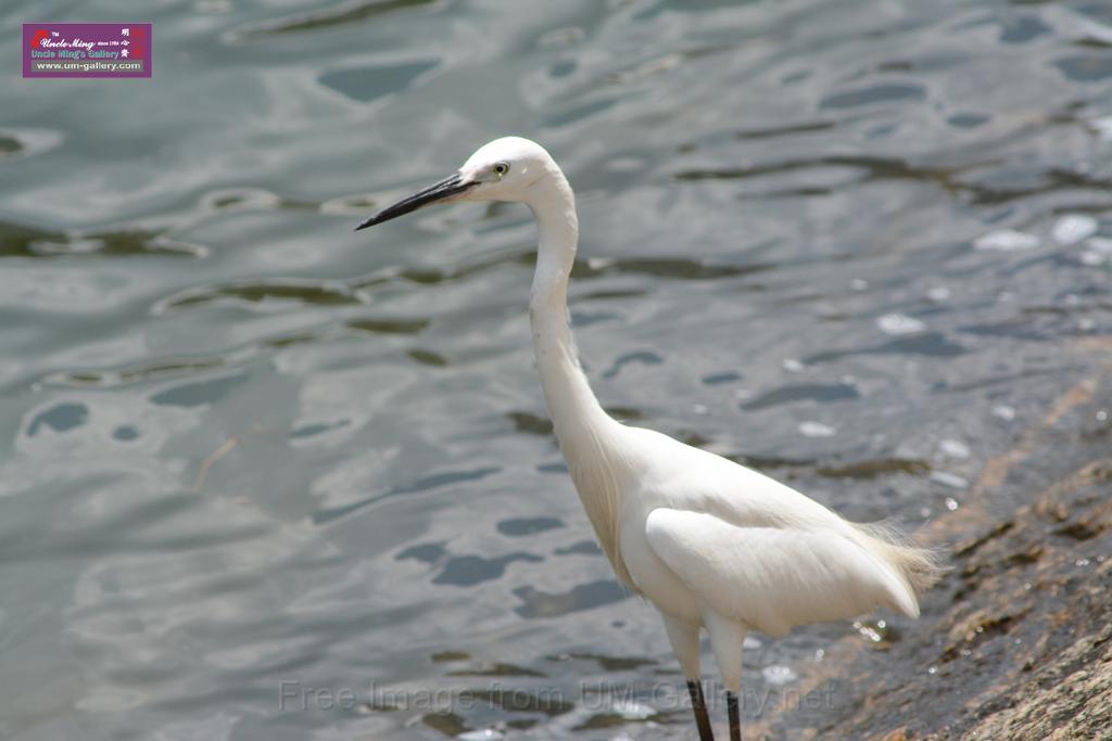 20150619taipo-egret_f38772032.jpg