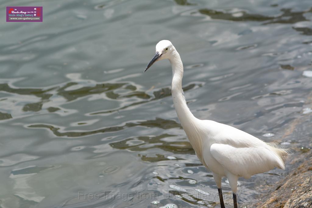 20150619taipo-egret_f38789440.jpg