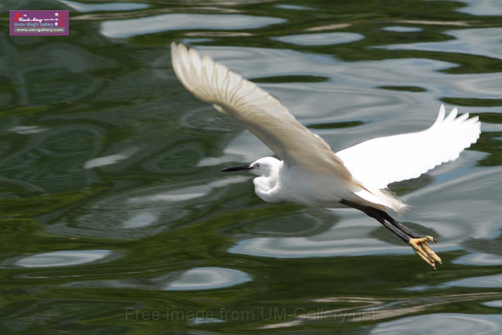 20150619taipo-egret_f38807040.jpg