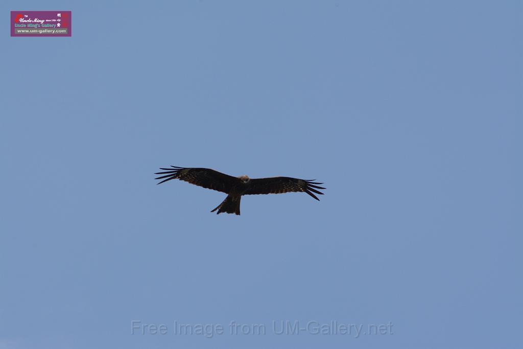 20150619taipo-egret_f38900032.jpg