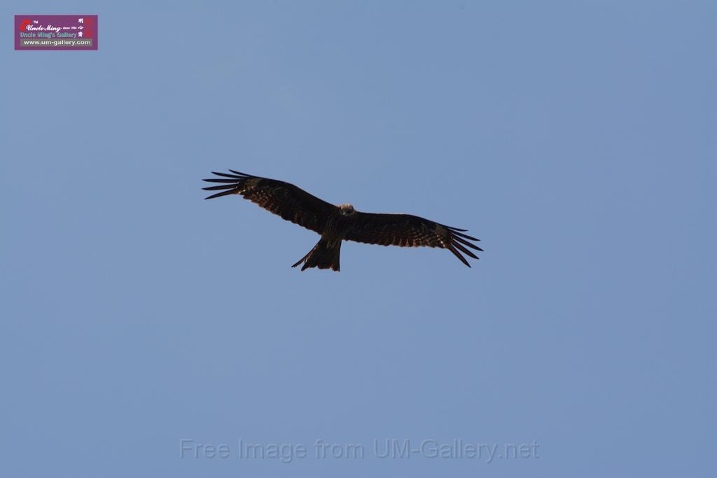 20150619taipo-egret_f38920320.jpg