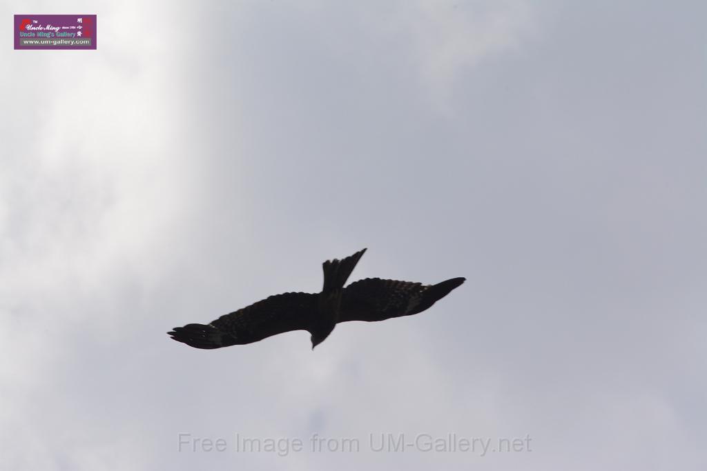 20150619taipo-egret_f38940352.jpg