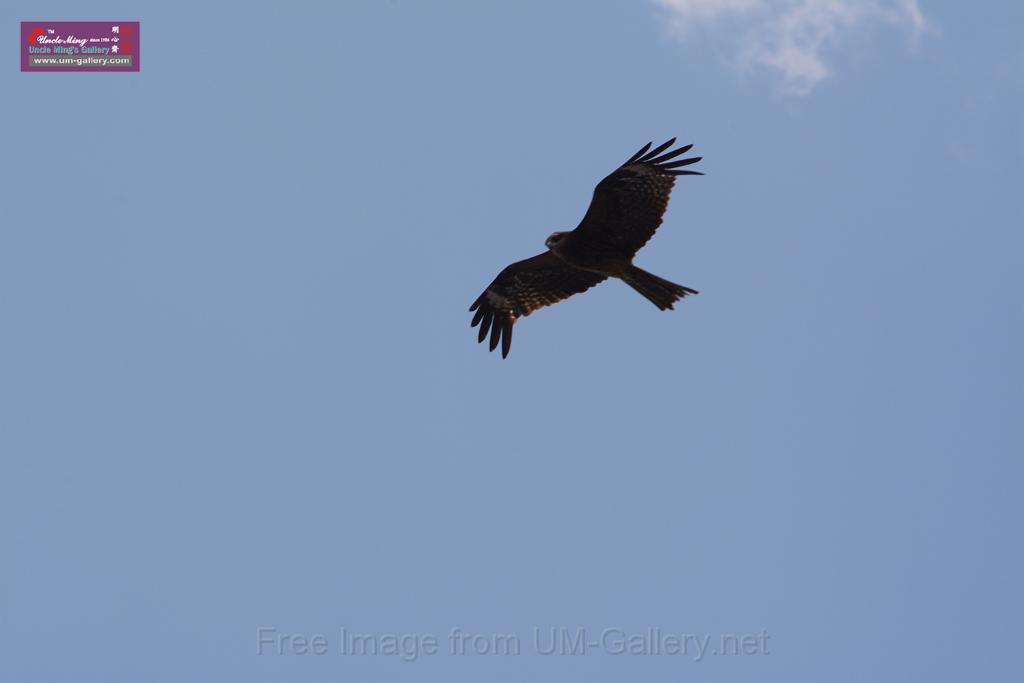 20150619taipo-egret_f38970560.jpg