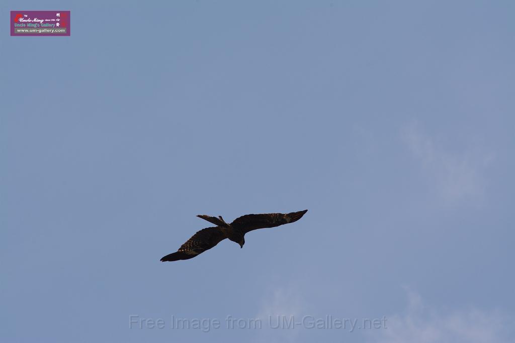 20150619taipo-egret_f39035648.jpg