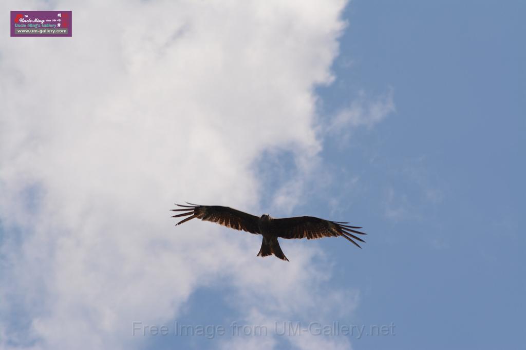 20150619taipo-egret_f39279616.jpg