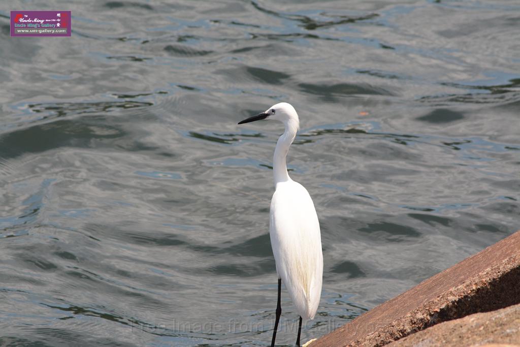 20150619taipo-egret_f39394560.jpg