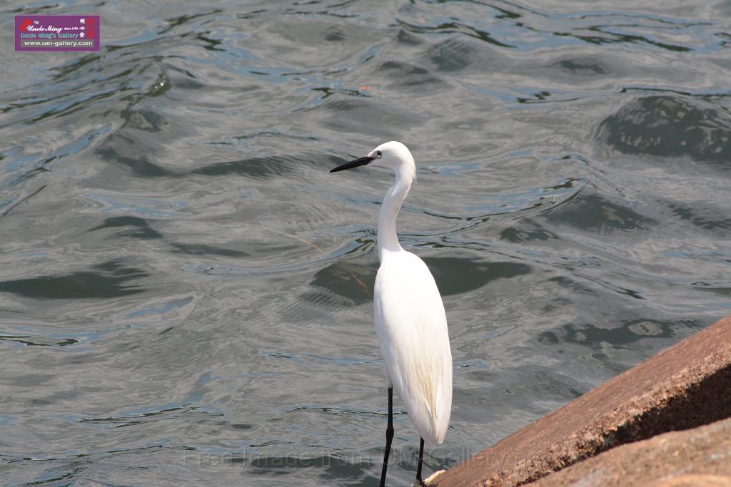 20150619taipo-egret_f39413824.jpg