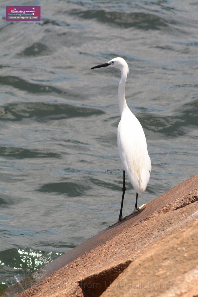 20150619taipo-egret_f39453888.jpg