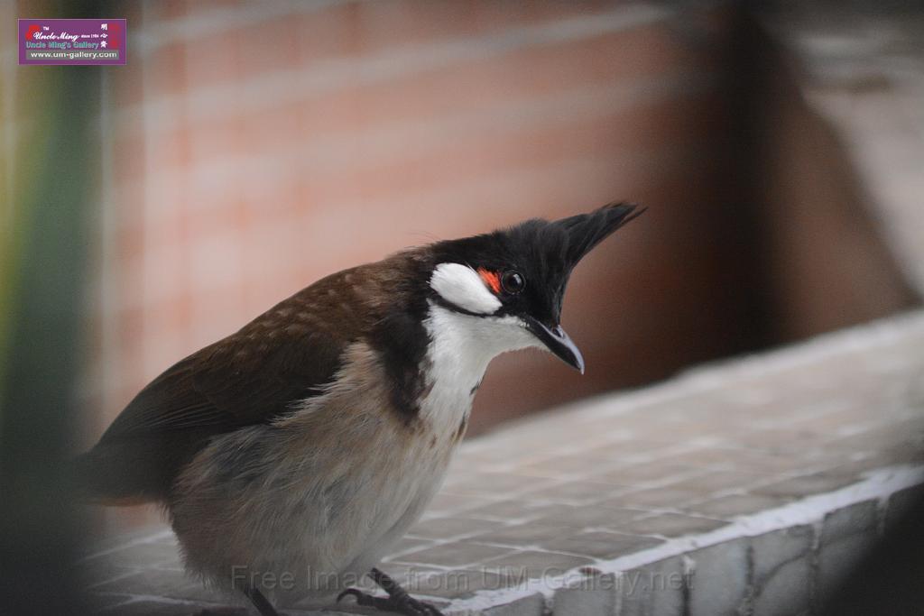 20150619taipo-egret_f40180352.jpg