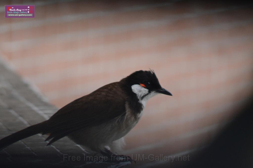 20150619taipo-egret_f40301824.jpg