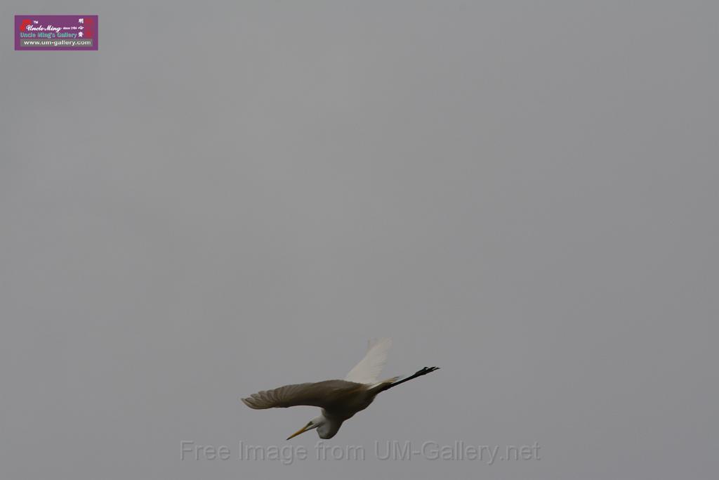 20150619taipo-egret_f40324096.jpg