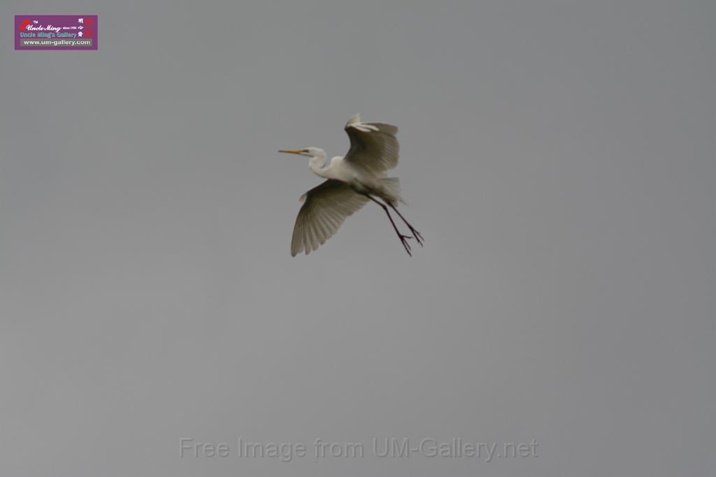 20150619taipo-egret_f40338880.jpg