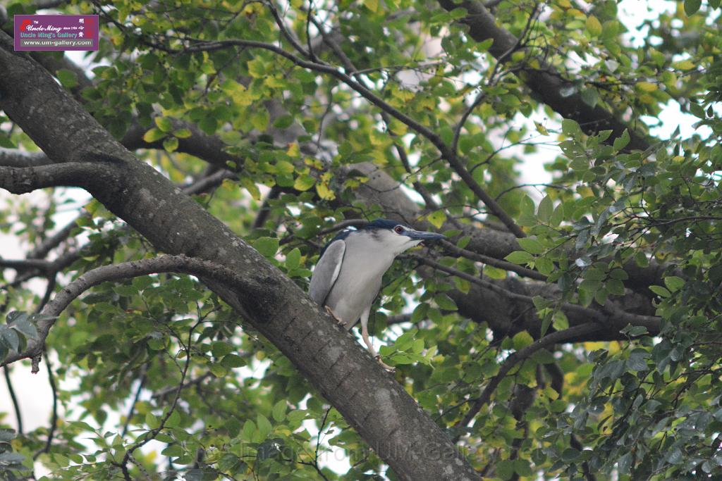 20150619taipo-egret_f40354176.jpg