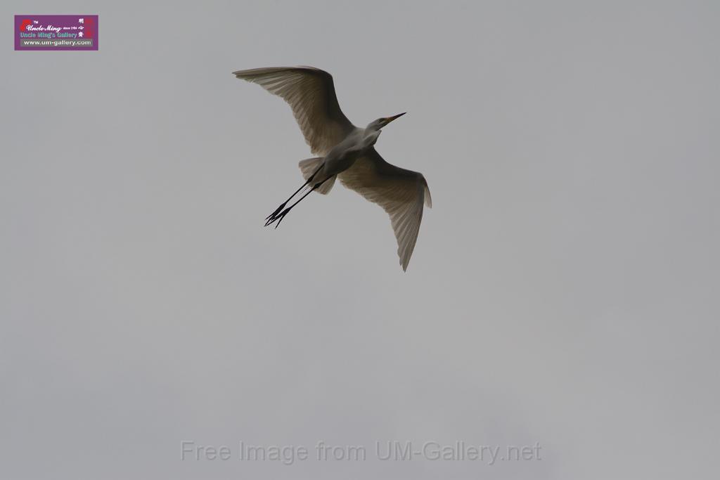 20150619taipo-egret_f40549824.jpg