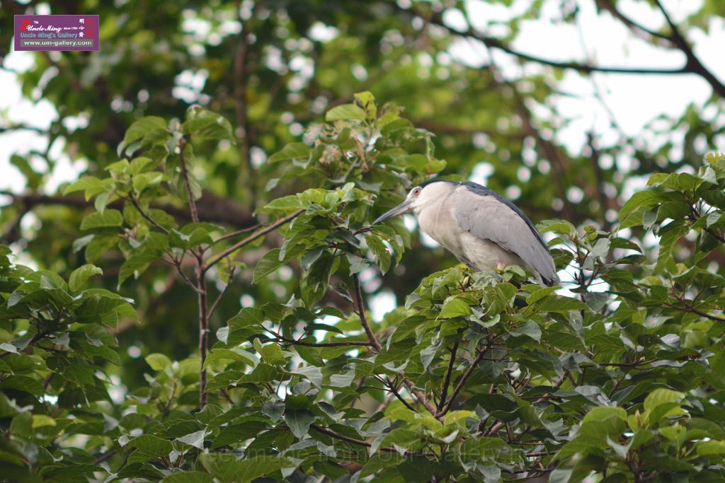 20150619taipo-egret_f40663424.jpg