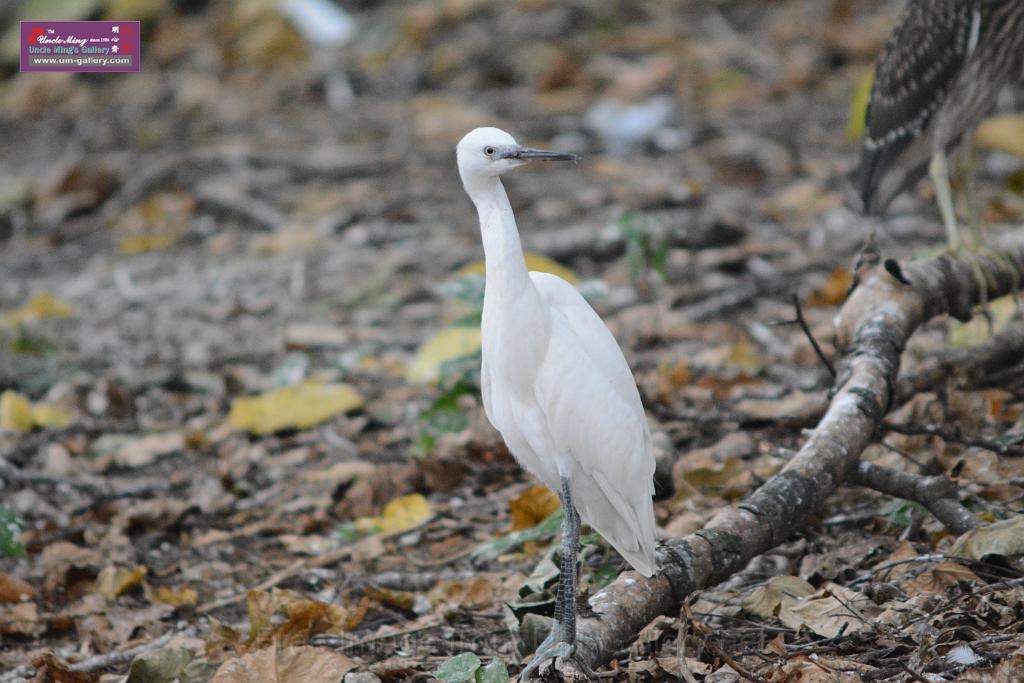 20150619taipo-egret_f40744576.jpg