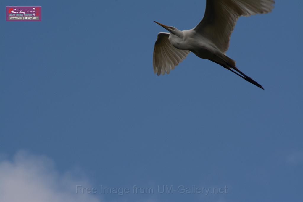 20150619taipo-egret_f40842944.jpg