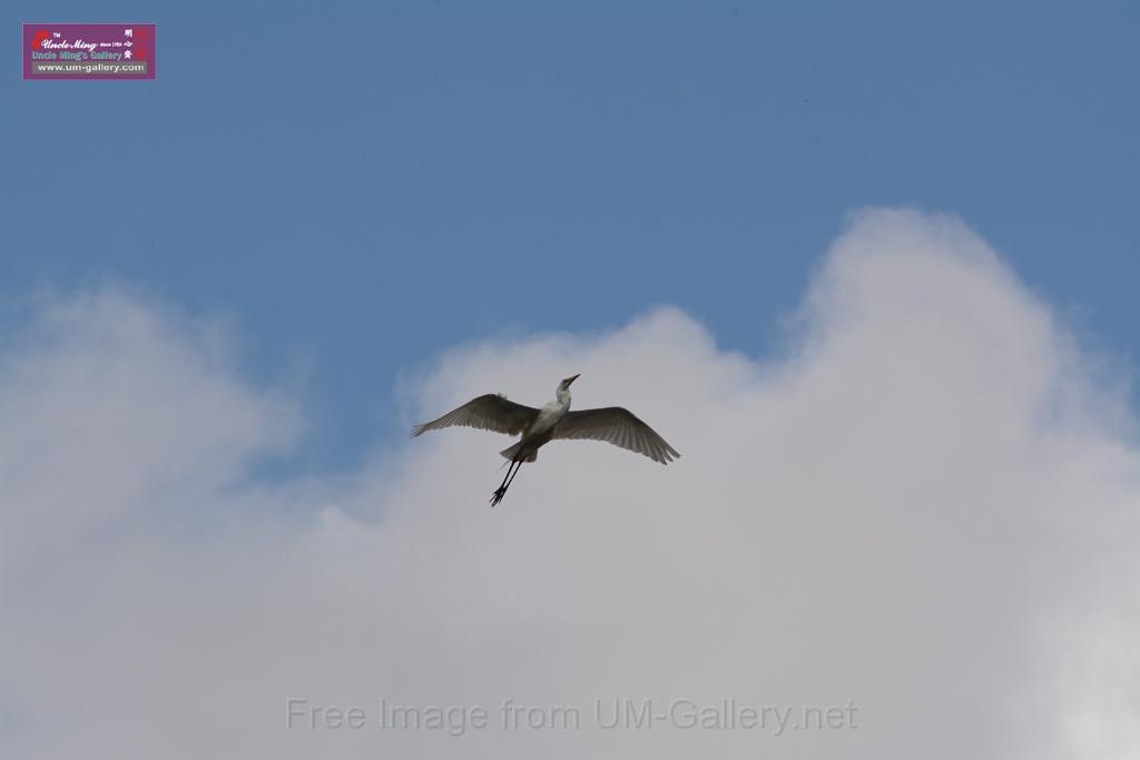 20150619taipo-egret_f40918656.jpg